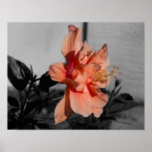 Peach Double Hibiscus Flower Selective Colour Phot Poster
