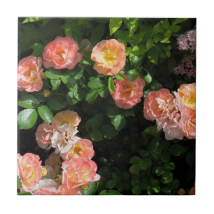 Peach Drift Roses Ceramic Tile