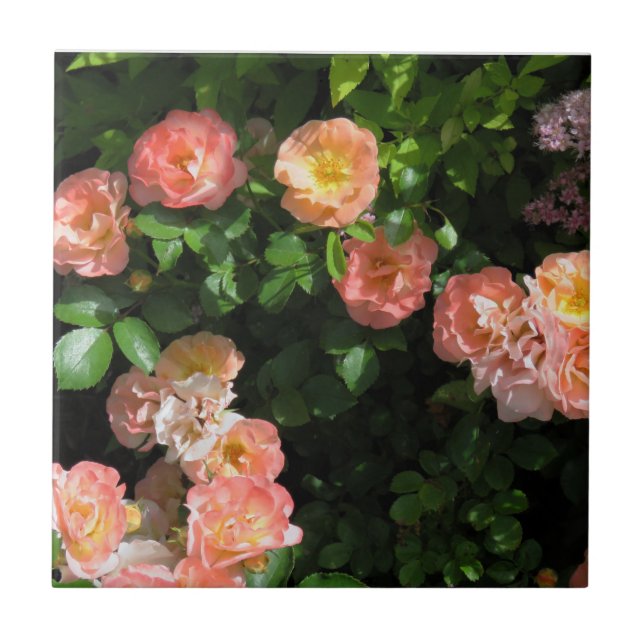 Peach Drift Roses Ceramic Tile (Front)