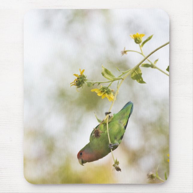 peach-faced love bird mouse pad (Front)