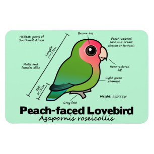 Peach-faced Lovebird Statistics Magnet
