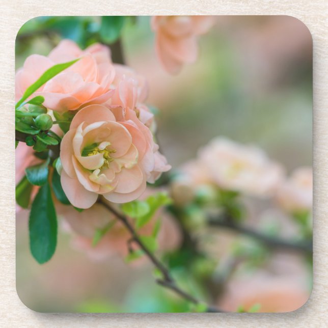 Peach Flowering Quince Coaster (Front)