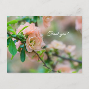 Peach Flowering Quince Thank you Post card