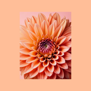 Peach Fuzz, Dahlia flower, Postcrossing Postcard
