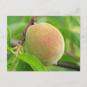 Peach Fuzz Postcard