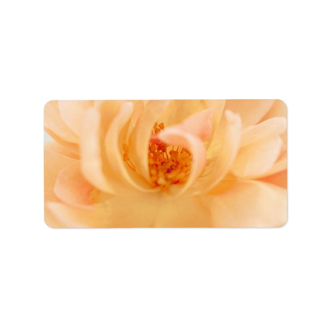 Peach Garden Rose Flower - Romantic Roses Template Label (Front)