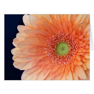 Peach Gerbera