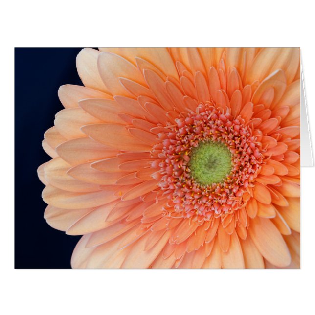 Peach Gerbera (Front Horizontal)