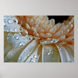 Peach Gerbera Poster