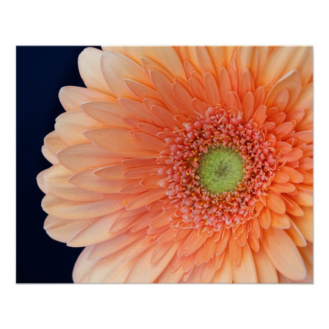 Peach Gerbera Poster (Front)