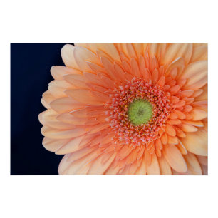 Peach Gerbera Poster