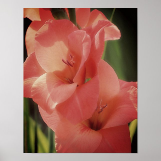 Peach Gladiolus Flower Close Up Poster (Front)