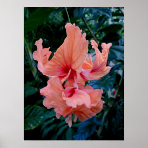 Peach Hybrid Hibiscus Poster