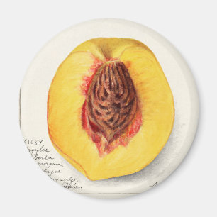 Peach Magnet