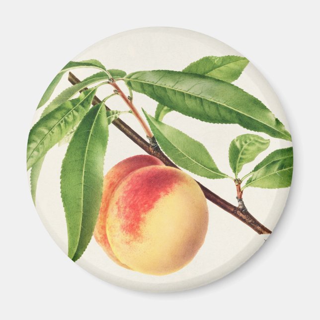 Peach Magnet (Front)