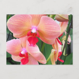 Peach orchids - Postcard