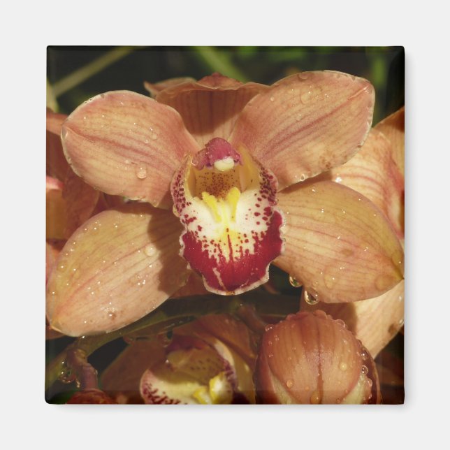 Peach Orchids with Raindrops Floral Magnet (Front)