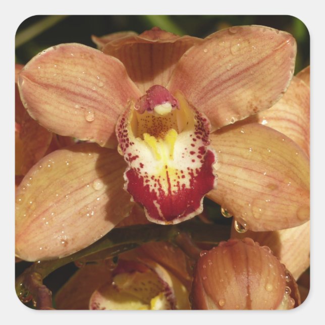 Peach Orchids with Raindrops Floral Square Sticker (Front)