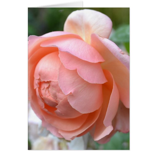 Peach Peony Card (Front)