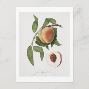 Peach (Persica sativa) from Pomona Italiana Postcard