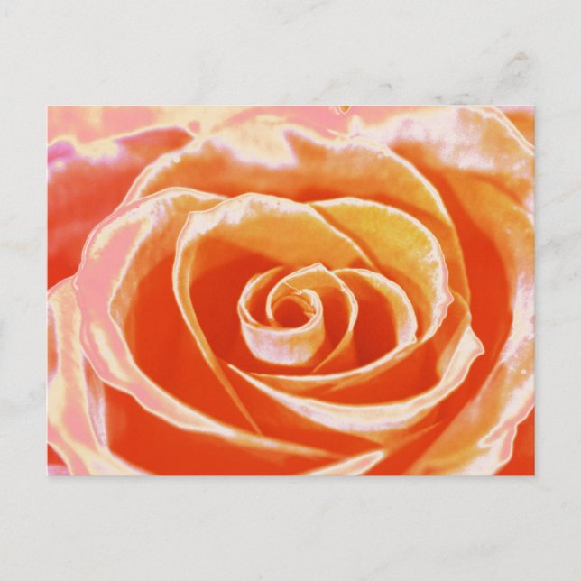 Peach pink blush rose postcard (Front)