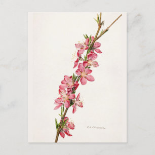 Peach Pink Flowers Watercolor Painting Postcard