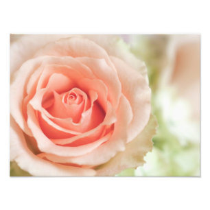 Peach Pink Rose Background Customised Photo Print