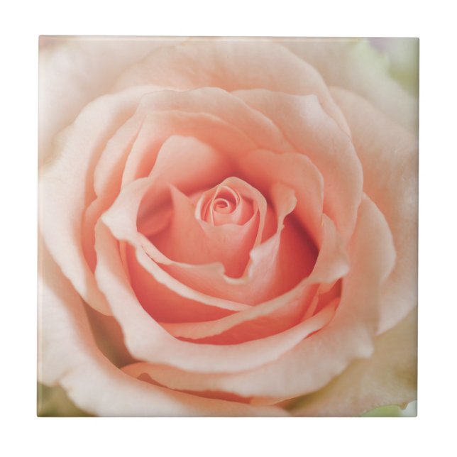 Peach Pink Rose Background Customised Template Tile (Front)
