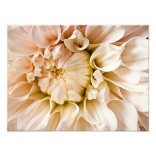 Peach, Pink, White, & Cream Dahlia Background Photo Print