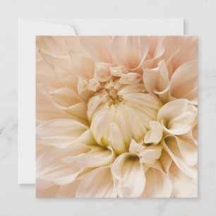 Peach, Pink, White, & Cream Dahlia - Dahlias