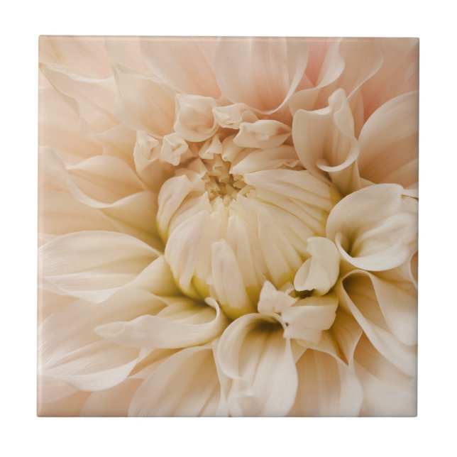 Peach, Pink, White, & Cream Dahlia - Dahlias Ceramic Tile (Front)
