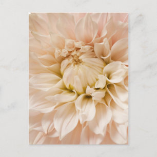 Peach, Pink, White, & Cream Dahlia - Dahlias Postcard