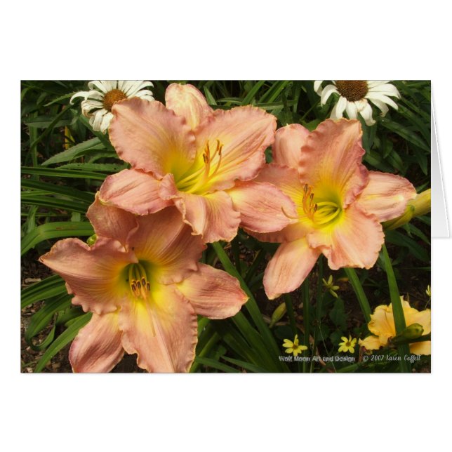 Peach pink with yellow throats daylily flowers (Front Horizontal)