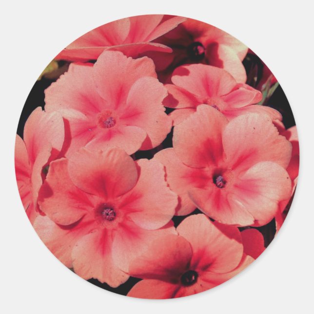 Peach Primrose Flower Abstract Classic Round Sticker (Front)