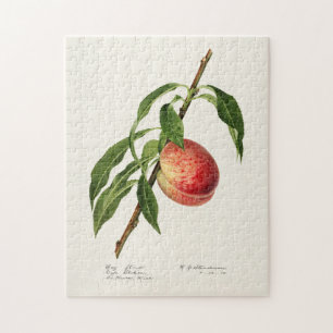Peach (Prunus Persica) Fruit Watercolor Painting Jigsaw Puzzle