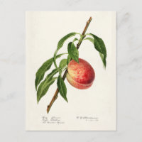 Peach (Prunus Persica) Fruit Watercolor Painting