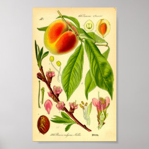 Peach (Prunus persica) Poster