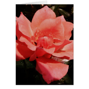 peach rose and dewdrops
