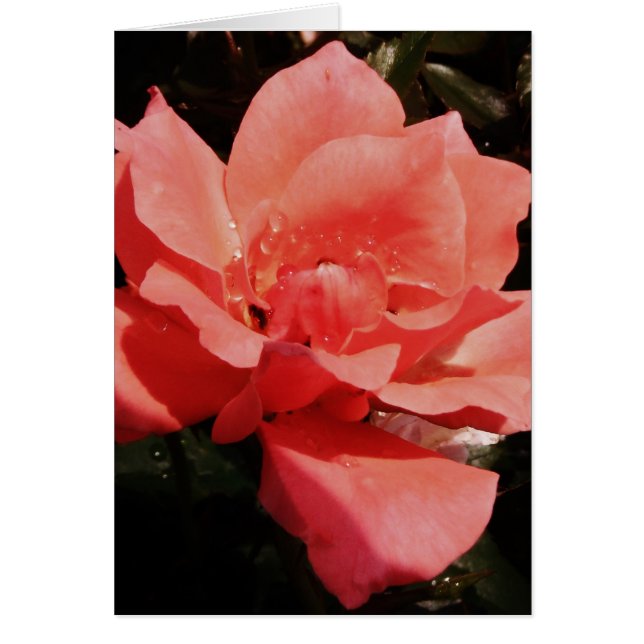 peach rose and dewdrops (Front)
