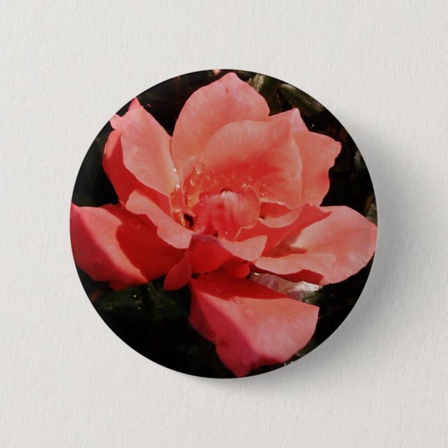 peach rose and dewdrops 6 cm round badge (Front)