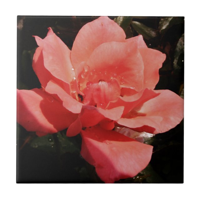 peach rose and dewdrops ceramic tile (Front)