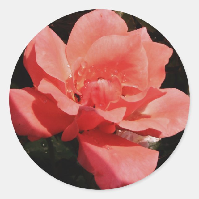 peach rose and dewdrops classic round sticker (Front)