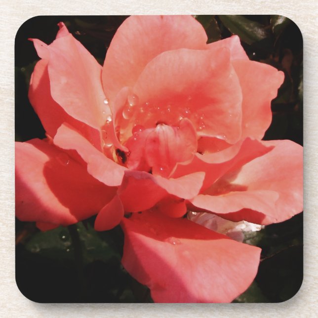 peach rose and dewdrops coaster (Front)