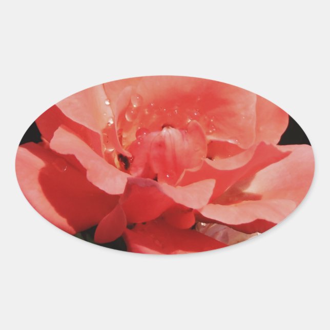 peach rose and dewdrops oval sticker (Front)