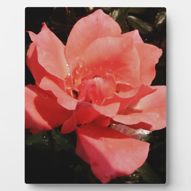 peach rose and dewdrops plaque (Front)