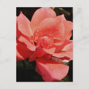 peach rose and dewdrops postcard