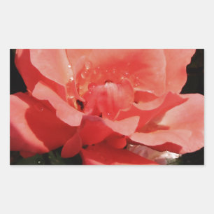 peach rose and dewdrops rectangular sticker