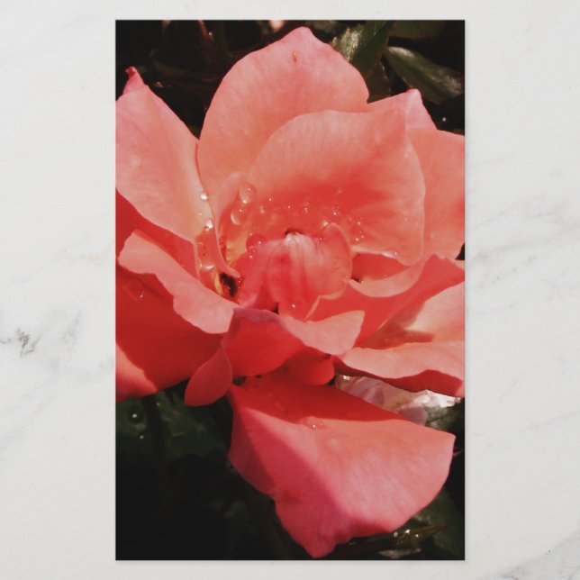 peach rose and dewdrops stationery (Front)