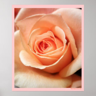 Peach Rose Apricot Roses Flowers Floral Photo Poster