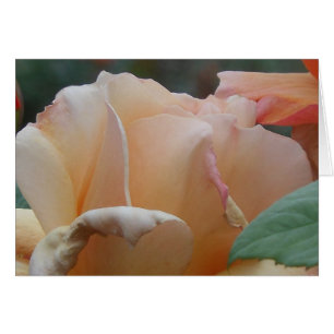 Peach Rose, Belfast Rose Garden